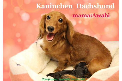 販売中のカニンヘンダックスフンド(ロングヘアード)の親犬